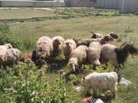 Qoyunlar (partiya, cinsi göstərilməyib), Qoyunlar — foto 5