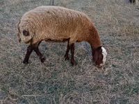 Owca, Owce — zdjęcie 2