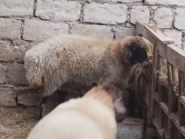 ஆண் ஆடு, Blackheaded Persian sheep