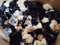 Chickens — foto 3