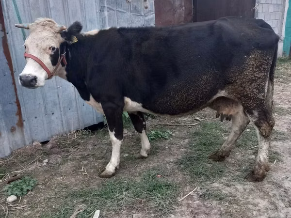 Vaca, Russian Black pied cattle