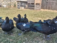 Ducks — foto 1