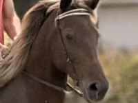 Kobyła, Rocky Mountain Horse — zdjęcie 4