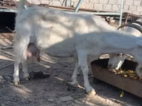 Kozel, Saanen goat — foto 7