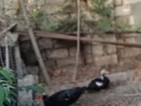 Ducks — foto 4