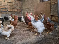 Chickens — foto 1
