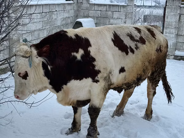 Бык, Коровы