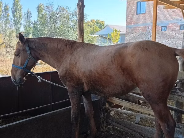 母马, Horses