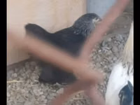 براهما — الصورة 1