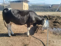 雌牛, Russian Black pied cattle — 写真 5