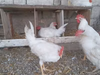Chickens — foto 3