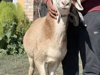 公羊, Arashan sheep — 照片 3