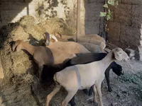 ცხვარი, ცხვრები — ფოტო 2