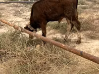 公牛, Cattle — 照片 2