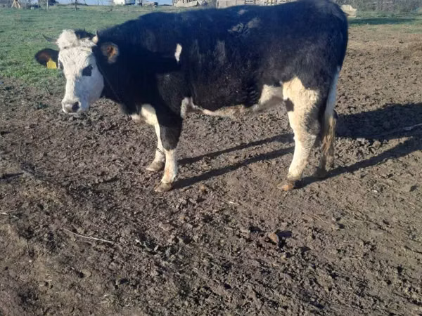 İnək, Simmental cattle