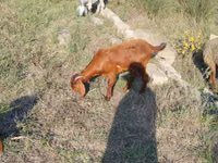 Kozy (partia, płeć nieokreślona), Kozy — zdjęcie 1
