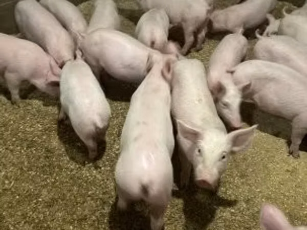 Porcs (lot, sexe non indiqué), 