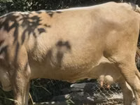 Vache, Bovins — photo 1