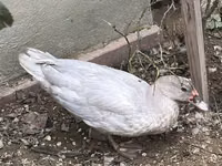 Ducks — 1-rasm