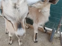 ヤギ（ロット、性別未指定）, Alpine goat — 写真 5