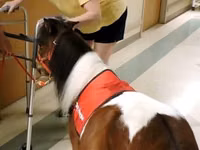 At, Miniature horse — foto 4