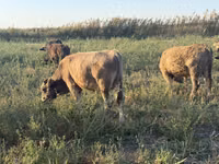 Toro, Swiss cattle — foto 8
