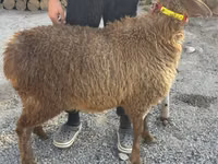 雌羊, Arashan sheep — 写真 3