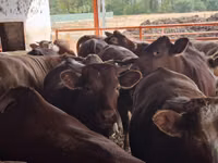 Bulle, Simmental cattle — Foto 5