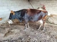 Vache, Bovins — photo 4