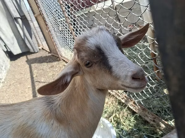 Taka, Alpine goat