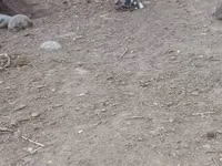 Chickens — الصورة 8
