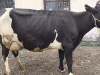 Sigir, Russian Black pied cattle — 2-rasm
