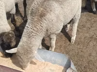 Ram, Merino sheep — photo 4