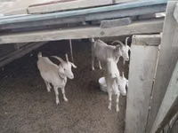 ஆண் வெள்ளாடு, வெள்ளாடுகள் — புகைப்படம் 3