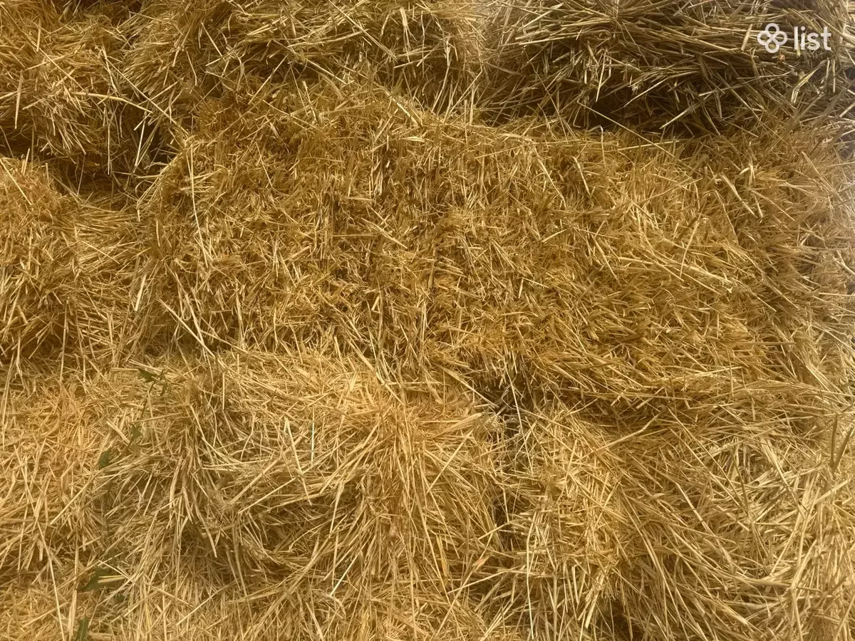 Գարու տուկեր սալոմ