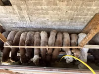 母羊, Rhon sheep — 照片 1
