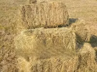 Hay Bales and Rhodes Grass — фото 2