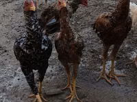Chickens — photo 4