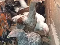 Chickens — الصورة 4