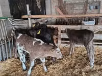 Bulle, Limousin-Kuh — Foto 1