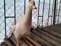 American Pekin — Foto 1