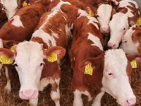 Taureau, Simmental cattle — photo 2