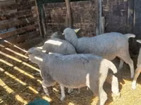 Brebis, Moutons — photo 1