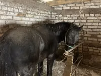 Айғыр, Жылқылар — 2-сурет