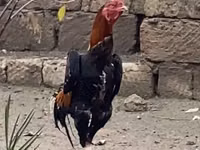 Gallinas Shamo — foto 1