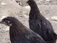 Chickens — foto 1