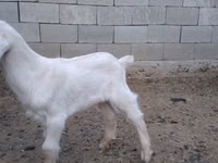 ஆண் வெள்ளாடு, Nubian Goat — புகைப்படம் 4