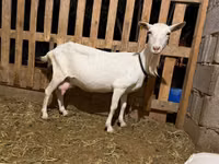 Ешкі, Saanen goat — 3-сурет