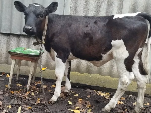 Sigir, Russian Black pied cattle