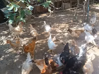 Chickens — foto 3